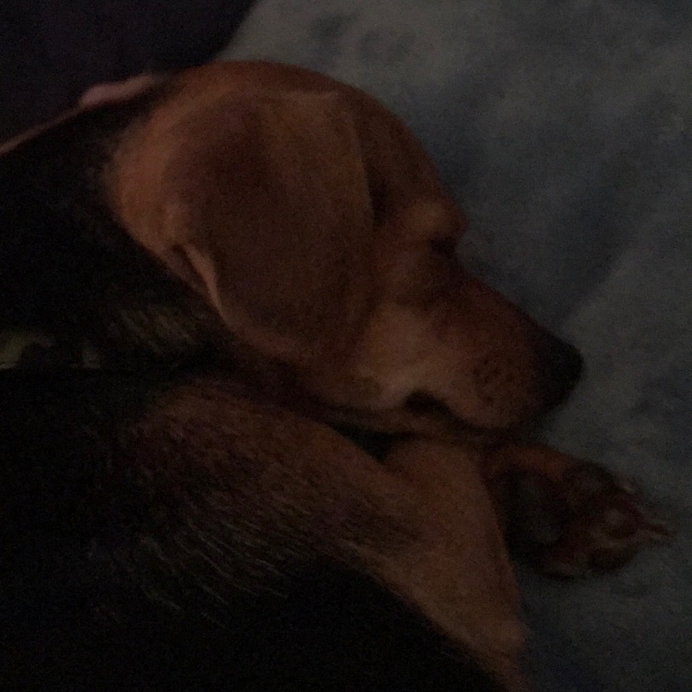 Meet your Posher, Martha